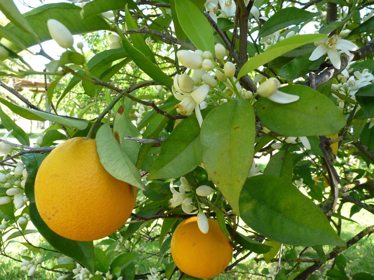 לינה וארוחת בוקר בולקיאמה Quinta Quinze מראה חיצוני תמונה